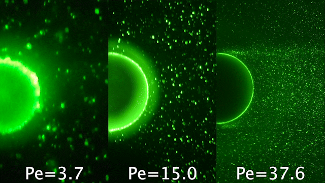 A first-principle mechanism for particulate aggregation and self-assembly in stratified fluids